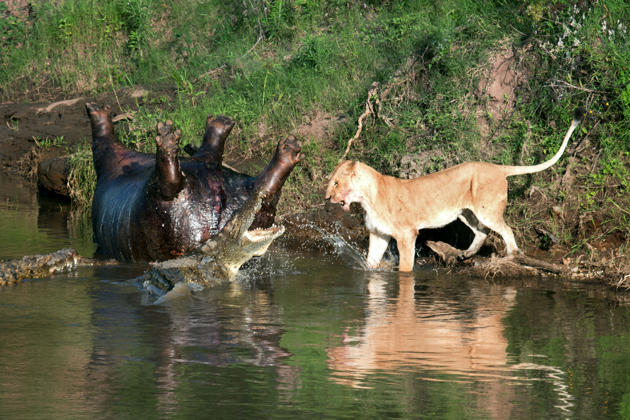 Lion fights crocs over hippo - Yahoo News