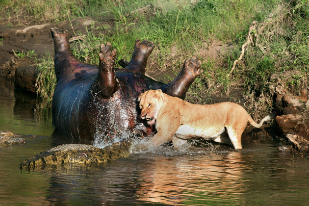 Lion fights crocs over hippo - Yahoo News