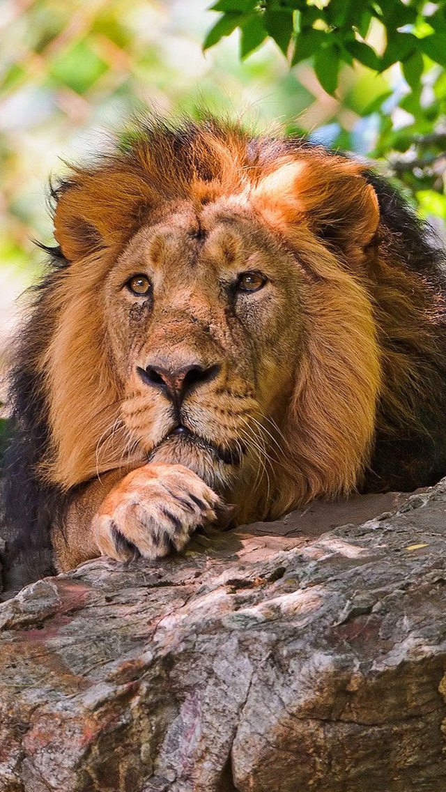 Intently lion iPhone wallpapers, Background and iPhone 4 wallpapers, HD iphone wallpapers