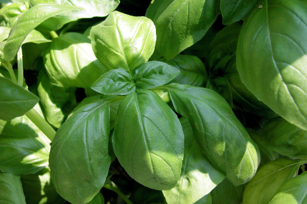 Top 5 Exceptional Health Benefits of Basil - Yahoo Voices - voices.yahoo.com