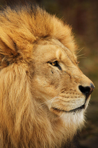 Intently lion iPhone wallpapers, Background and iPhone 4 wallpapers, HD iphone wallpapers