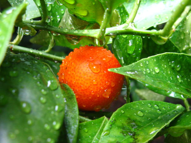 The Food Groove: Oranges